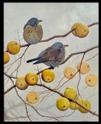 Bob Krans, Kraamvogels 50-40 cm nu sterk gereduceerde prijs., Antiek en Kunst, Kunst | Schilderijen | Klassiek, Ophalen of Verzenden
