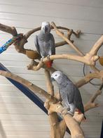 Tamme baby Grijze roodstaarten in diverse leeftijden, Dieren en Toebehoren, Meerdere dieren, Papegaai, Geringd
