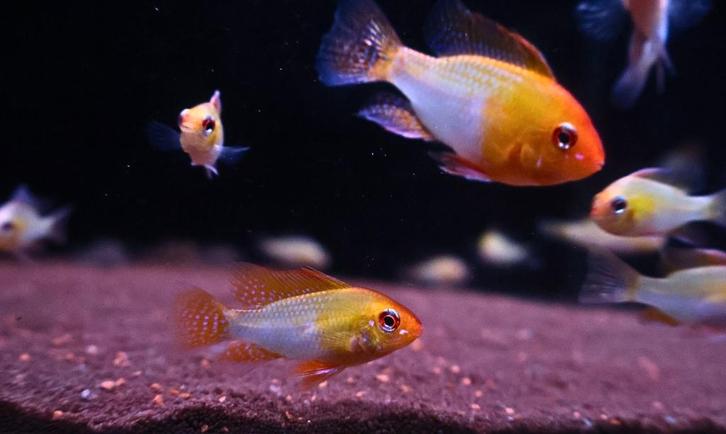 Antennebaars Goud, Dieren en Toebehoren, Vissen | Aquariumvissen, Zoetwatervis, Vis