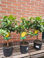 Kumquat | Callamondin | Limoen citrusboompjes, Ophalen, Lente