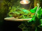 Leguanen .., Dieren en Toebehoren, Reptielen en Amfibieën | Toebehoren, Ophalen, Gebruikt, Terrarium of Paludarium