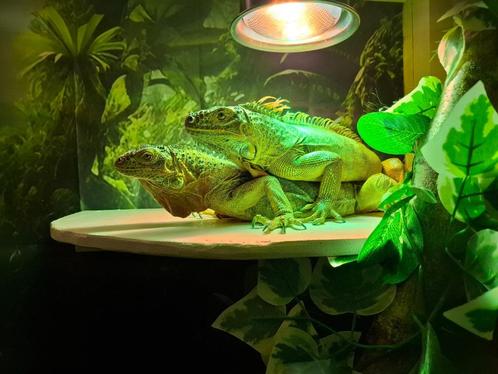 Leguanen .., Dieren en Toebehoren, Reptielen en Amfibieën | Toebehoren, Gebruikt, Terrarium of Paludarium, Ophalen