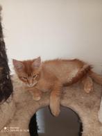 Russische Maine Coon kittens, Dieren en Toebehoren, Meerdere dieren, Gechipt
