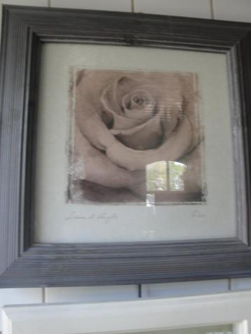schilderij met roos  zacht rose lauri di angels beschikbaar voor biedingen