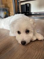 Een lieve maltazer pup, Dieren en Toebehoren, 15 weken tot 1 jaar, Reu, CDV (hondenziekte), Eén hond