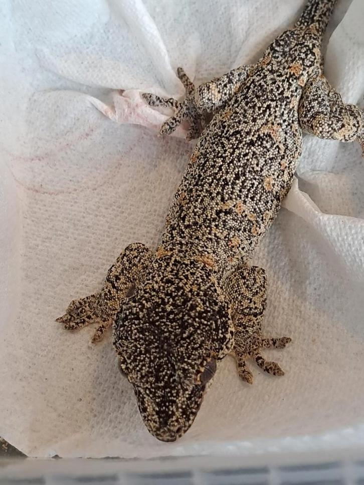 Gargoyle gecko v/m
