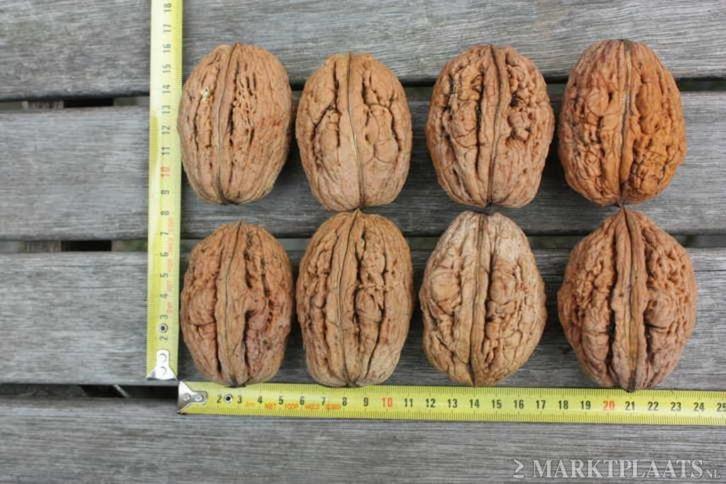 ZEER GROTE walnoten 4 a 4,5 cm doorsnede en ca. 6 cm lang, Diversen, Levensmiddelen, Ophalen of Verzenden
