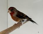 Zangkooi, vinkenkooi, lijsterkooi, Ophalen, Zo goed als nieuw, Metaal, Vogelkooi