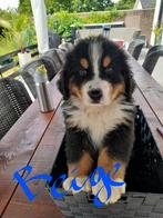 Berner sennen pups, Dieren en Toebehoren, Honden | Bulldogs, Pinschers en Molossers, Overige rassen, 8 tot 15 weken, Meerdere