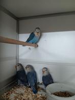 JONGE AGAPORNIS ROSEICOLLIS OM ZELF TAM TE MAKEN, Meerdere dieren, Dwergpapegaai of Agapornis, Geringd