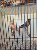 Koppel Harlekijn kanaries, Dieren en Toebehoren, Vogels | Kanaries, Meerdere dieren, Kleurkanarie