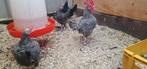 Trio oud Engelse vecht krielen, Dieren en Toebehoren, Pluimvee, Meerdere dieren, Kip
