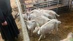 Geiten geitenlammeren, Dieren en Toebehoren, Schapen, Geiten en Varkens, Meerdere dieren, Geit, 0 tot 2 jaar