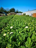 dahlia knollen wit, Tuin en Terras, Ophalen of Verzenden, Voorjaar, Volle zon, Knol