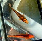 2 zeer mooi gekleurde kois, knalgeel/zwart en oranje, Karper of Koi