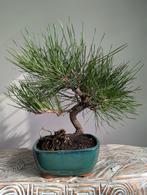 Pinus Thunbergii, Tuin en Terras, Bloeit niet, Halfschaduw, Minder dan 100 cm, Overige soorten