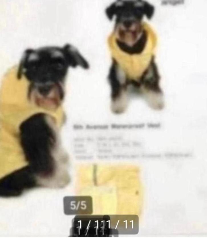 Regenjassn Fifth avnue, Dieren en Toebehoren, Hondenkleding, Nieuw, Hondenregenjas, Ophalen of Verzenden