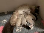 Prachtige raszuivere neva Masquerade kittens geboren, Dieren en Toebehoren, Katten en Kittens | Raskatten | Langhaar, Meerdere dieren