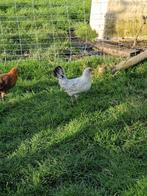 Friese zilverpel kriel kip, Vrouwelijk, Kip