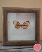 Pteronymia – vlinder in een warme houten lijst, Ophalen of Verzenden, Nieuw, Insect, Opgezet dier