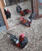 2 prachtige Serama haantjes GRATIS, Dieren en Toebehoren, Pluimvee, Mannelijk, Kip