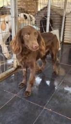 Nella 1 jaar spoed, opvang of adoptant vliegt vannacht!!, Dieren en Toebehoren, Honden | Retrievers, Spaniëls en Waterhonden, 1 tot 2 jaar