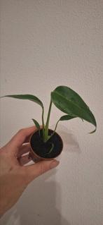 Monstera Burle Marx Flame, Ophalen of Verzenden, Halfschaduw, Minder dan 100 cm