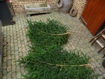 decoratie groen van nordmann bomen kerstgroen  beschikbaar voor biedingen