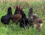 Araucana kippen., Dieren en Toebehoren, Vrouwelijk, Kip