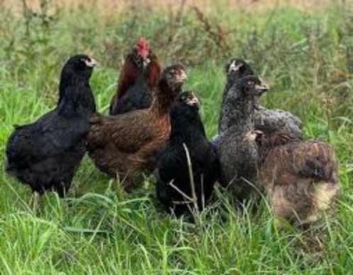 Araucana kippen., Dieren en Toebehoren, Pluimvee, Kip, Vrouwelijk