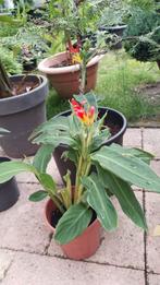 Canna Brasiliensis, Vaste plant, Halfschaduw, Zomer, Ophalen