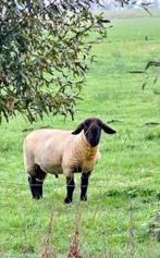 Dekram suffolk, Dieren en Toebehoren, Mannelijk, Schaap