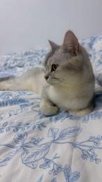 Prachtige Britse Korthaar Silver Shaded, Dieren en Toebehoren, Katten en Kittens | Raskatten | Korthaar, Poes, Ontwormd