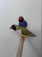 Gouldamdine, Dieren en Toebehoren, Vogels | Overige Vogels, Meerdere dieren, Tropenvogel