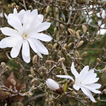 Ster Magnolia Zaden - Magnolia Stellata - 5 stuks beschikbaar voor biedingen
