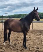 3,5 jarige Bosco/indoctro, Dieren en Toebehoren, Pony's, E pony (1.48m - 1.57m), Gechipt, Ruin, Dressuurpony