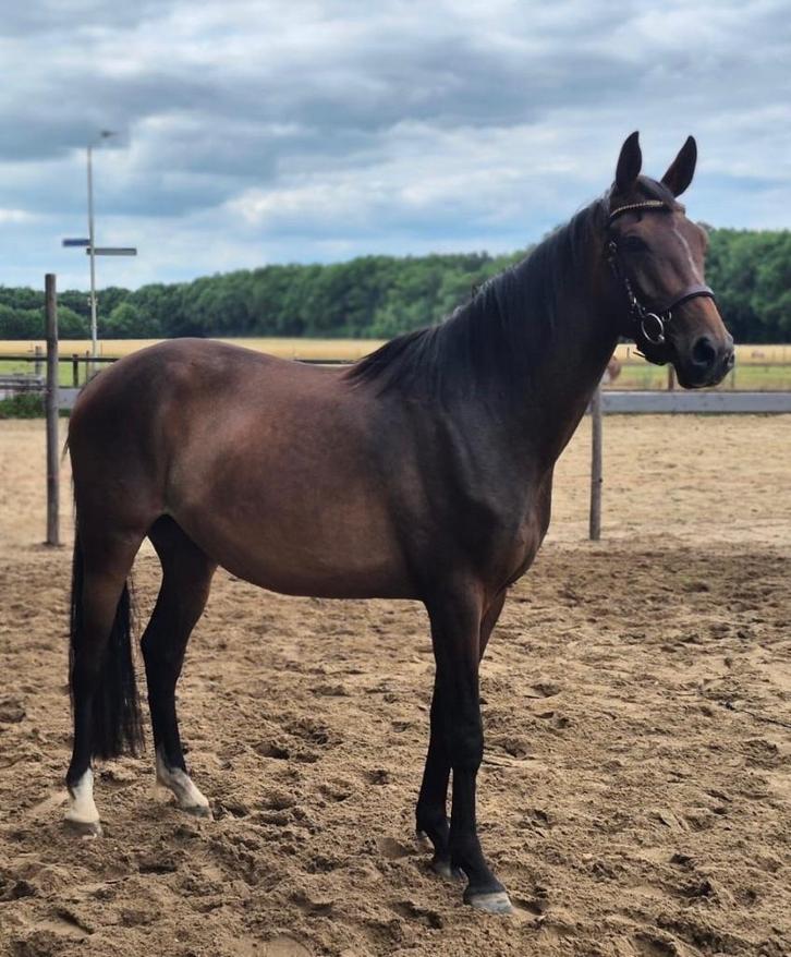 3,5 jarige Bosco/indoctro, Dieren en Toebehoren, Pony's, Ruin, Onbeleerd, E pony (1.48m - 1.57m), Dressuurpony, 3 tot 6 jaar, Met stamboom