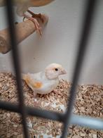 Rood mozaïek kanarie pop, Dieren en Toebehoren, Vogels | Overige Vogels, Vrouwelijk, Tropenvogel