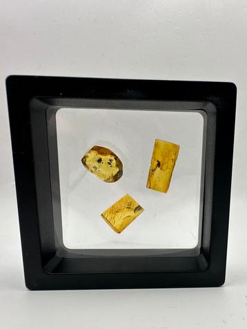 Baltisch barnsteen met insecten – 3 stuks in display (A) beschikbaar voor biedingen