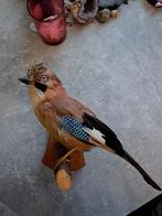 taxidermie taxidermy Opgezette "Flaamse Gaai", Verzamelen, Dierenverzamelingen, Ophalen of Verzenden, Zo goed als nieuw, Vogel
