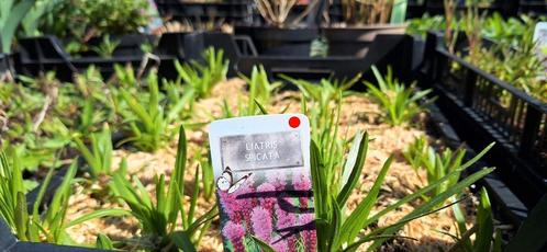 Vaste planten en siergrassen, Tuin en Terras, Planten | Tuinplanten, Siergrassen, Volle zon, Zomer, Ophalen