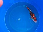 Isa showa ginrin tosai koi, Karper of Koi