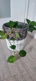 Plantenmand wit grijs riet, touw handvatten 30 cm excl plant, Ophalen of Verzenden, Gebruikt, Rechthoekig, Riet