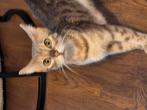 Bengaalse poes, Poes