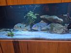 geophagus tapajos chiclide, Dieren en Toebehoren, Vissen | Aquariumvissen, Vis