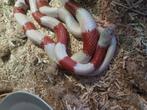 Terrarium met albino melkslang super gezonde jonge dame, Dieren en Toebehoren, Reptielen en Amfibieën, Hagedis, Tam, 0 tot 2 jaar