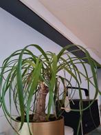 Olifantspoot  - Mooie kamerplant, Huis en Inrichting, Kamerplanten, In pot, Minder dan 100 cm, Yucca, Groene kamerplant