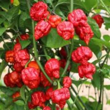 Armageddon peper planten Bio beschikbaar voor biedingen