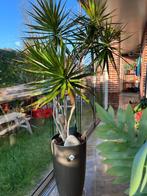 Plant, Ophalen, Halfschaduw, In pot, 150 tot 200 cm