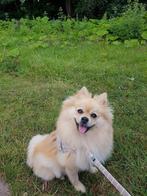 Pomeranian ,teefje, Orange Sable Cream met FCI stamboom, Dieren en Toebehoren, Honden | Poolhonden, Keeshonden en Oertypen, Keeshond